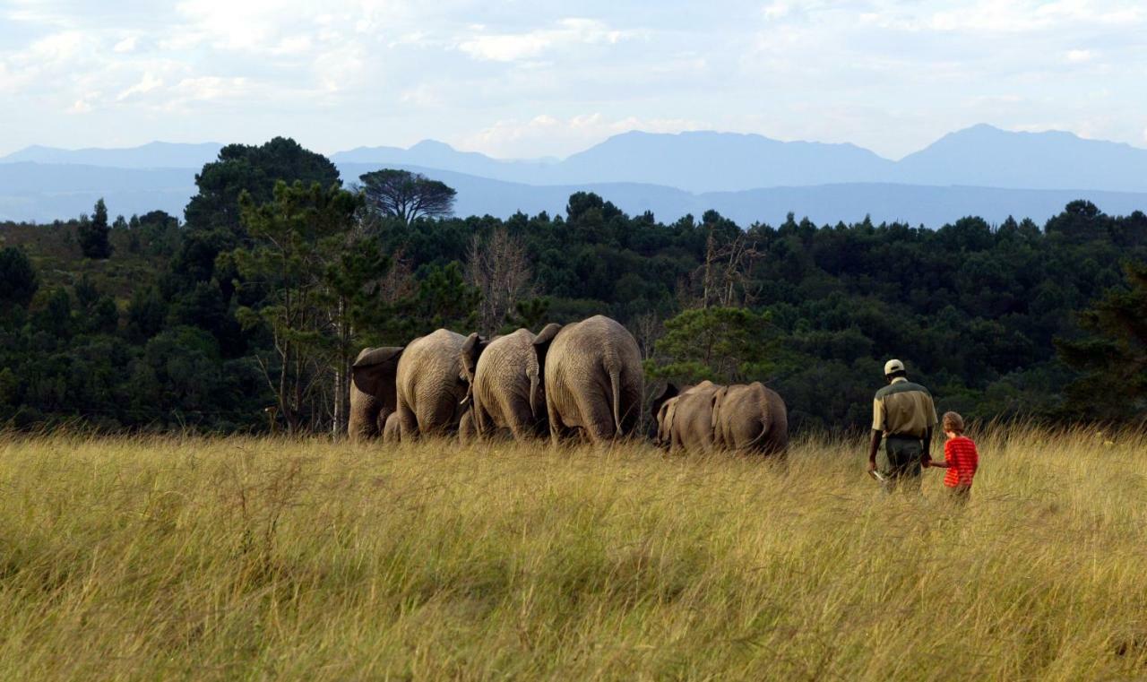 Knysna Elephant Park Lodge Plettenberg Bay Eksteriør bilde